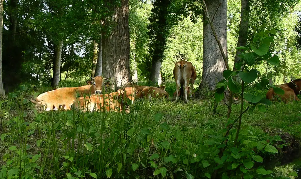 De koeien van het Marais de Poitevin