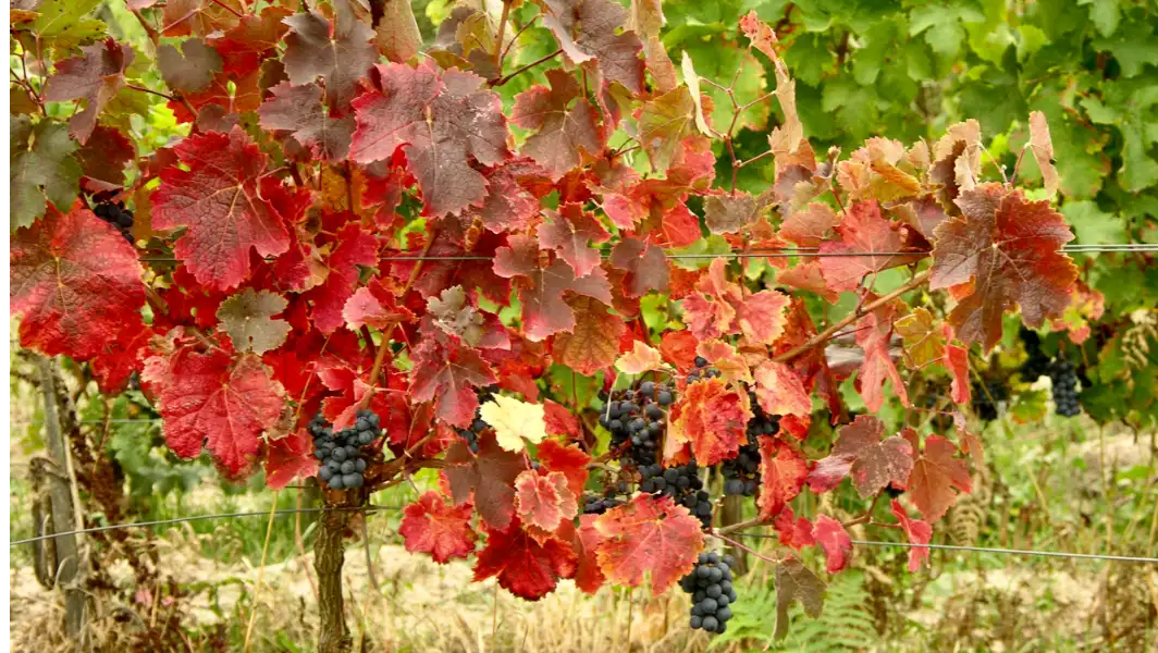Herfstkleuren wijngaarden Frankrijk Herfstkleuren wijngaarden Frankrijk