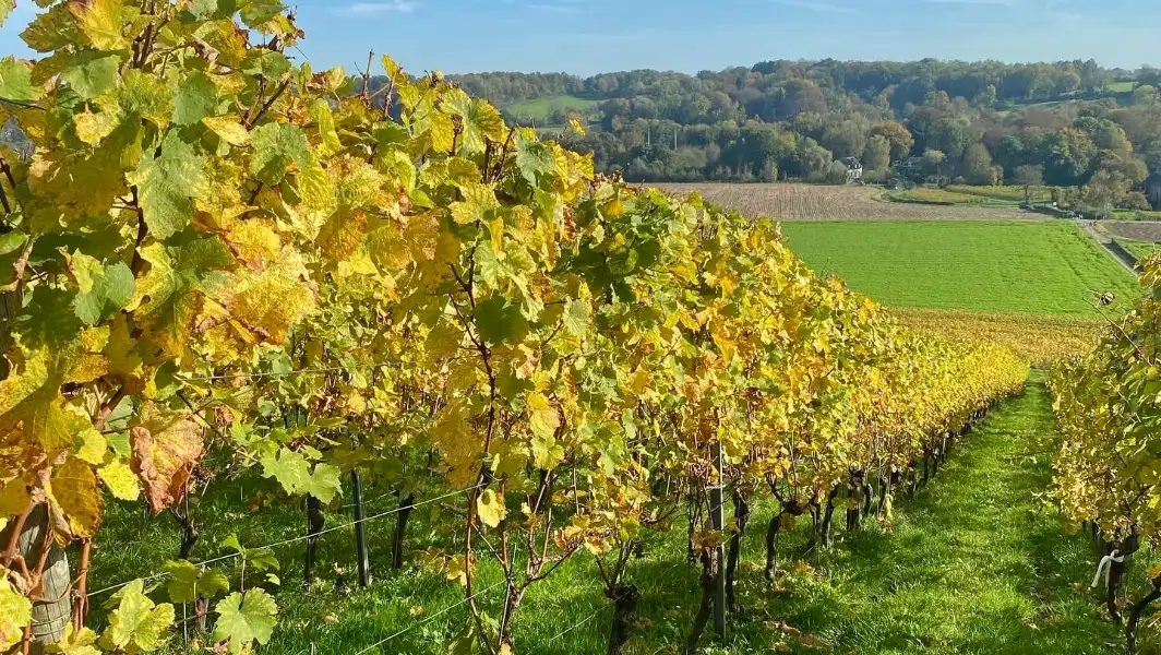 Herfstkleuren tijdens de Vendange Herfstkleuren tijdens de Vendange