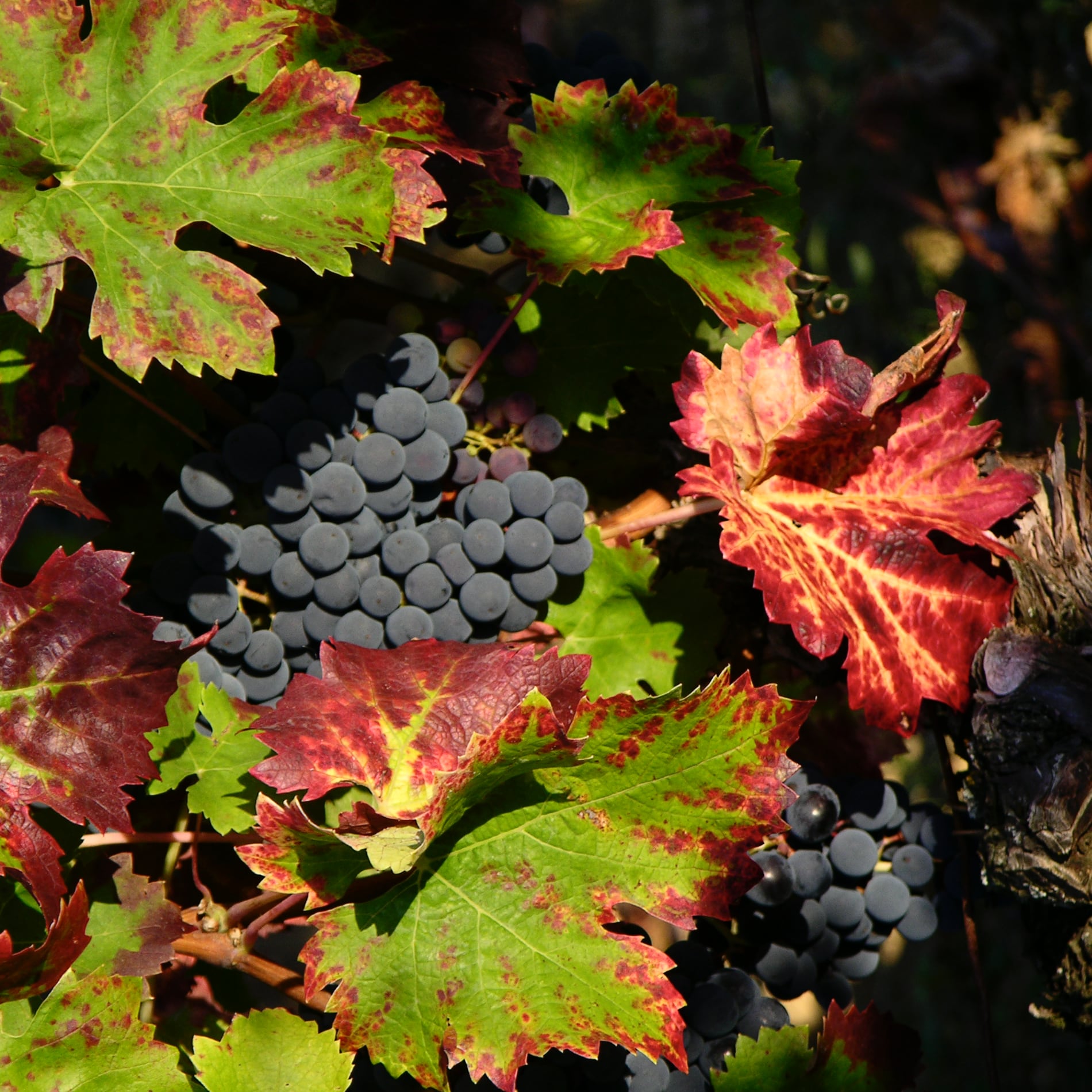 Vendanges in Frankrijk. Alles over de jaarlijkse druivenpluk in Frankrijk
